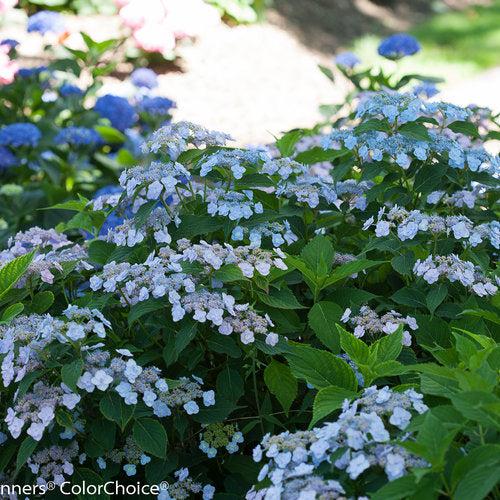 Hydrangea serrata 'MAKD' ~ Tiny Tuff Stuff™ Hydrangea-ServeScape