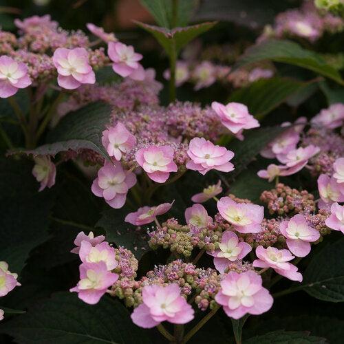 Hydrangea serrata 'MAKD' ~ Tiny Tuff Stuff™ Hydrangea-ServeScape