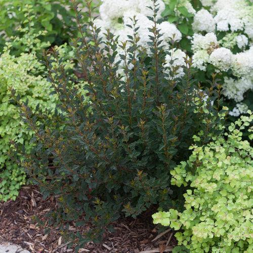 Physocarpus opulifolius 'SMNPOTW' ~ Tiny Wine® Ninebark-ServeScape