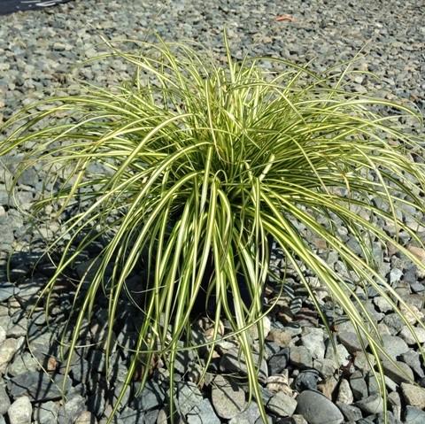 Carex oshimensis 'Everoro' PP23406 ~ Monrovia® EverColor® Everoro Sedge-ServeScape