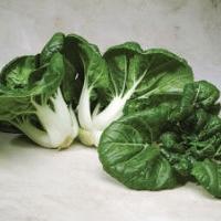 Brassica rapa chinensis 'Toy Choy' ~ Toy Choy Pak Choi-ServeScape