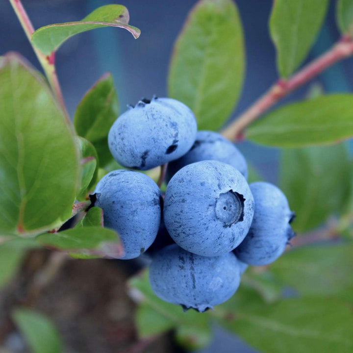 Vaccinium corymbosum 'Rebel' ~ Rebel Blueberry-ServeScape