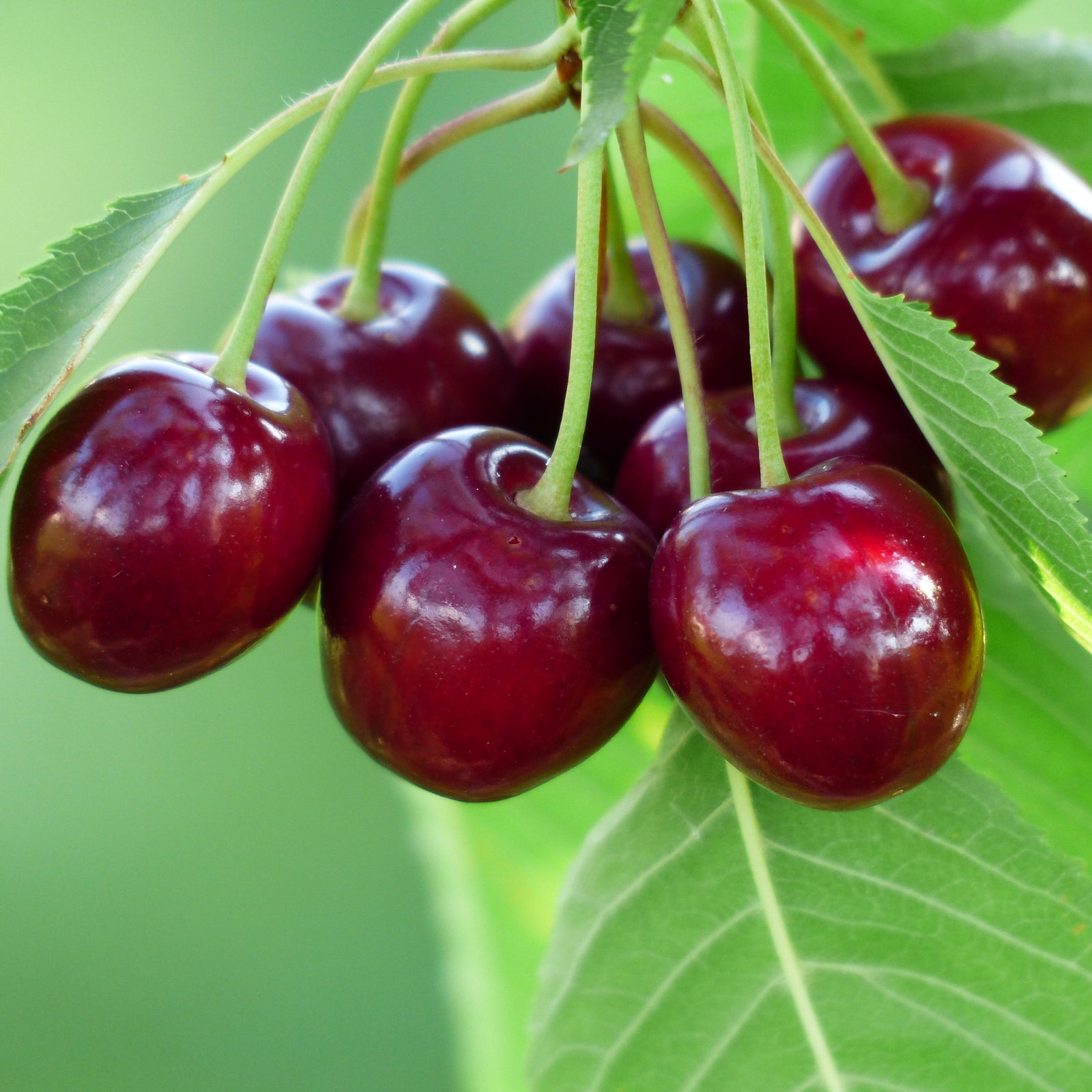 Prunus avium 'Bing' ~ Bing Cherry Tree-ServeScape