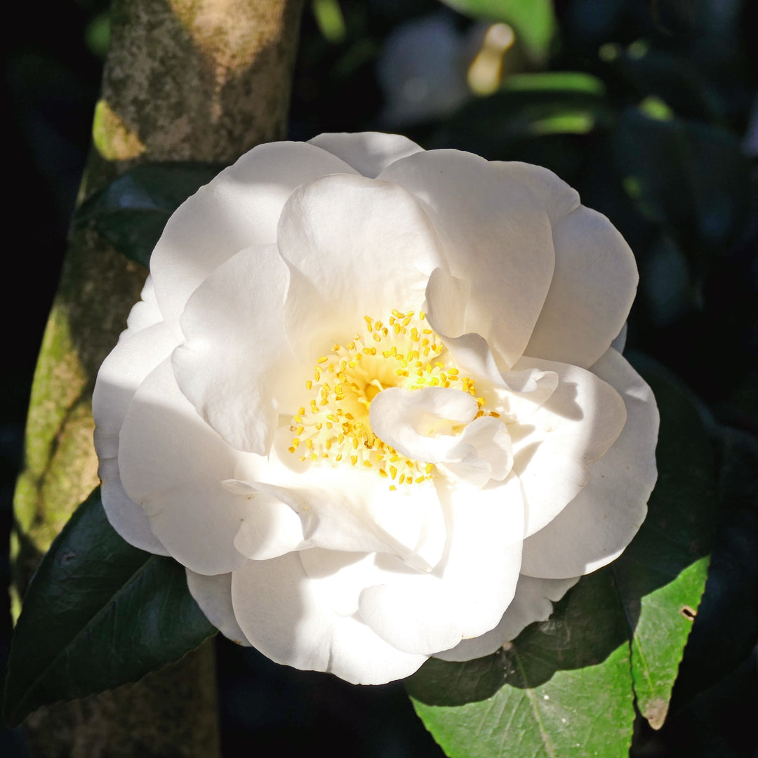 Camellia japonica 'April Snow' ~ April Snow Camellia-ServeScape