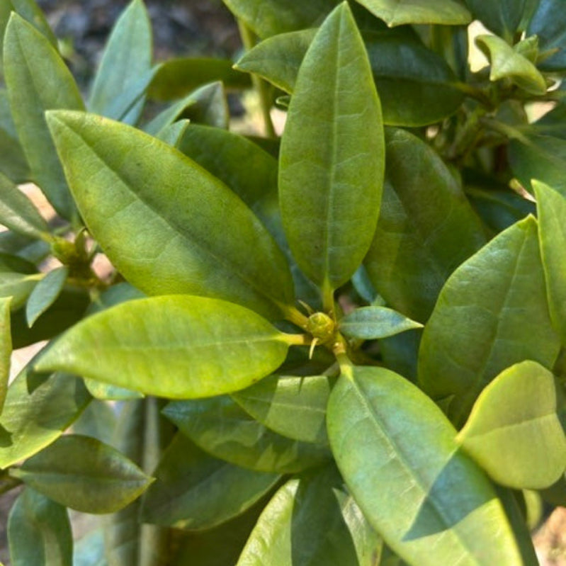 Rhododendron 'Tyler Morris' ~ Southgate® Radiance™ Rhododendron-ServeScape