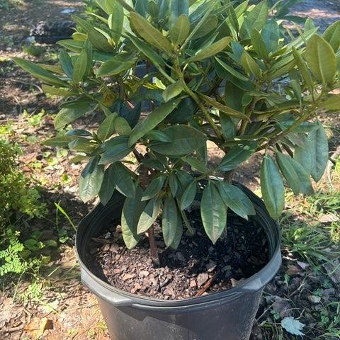 Rhododendron 'Tyler Morris' ~ Southgate® Radiance™ Rhododendron-ServeScape