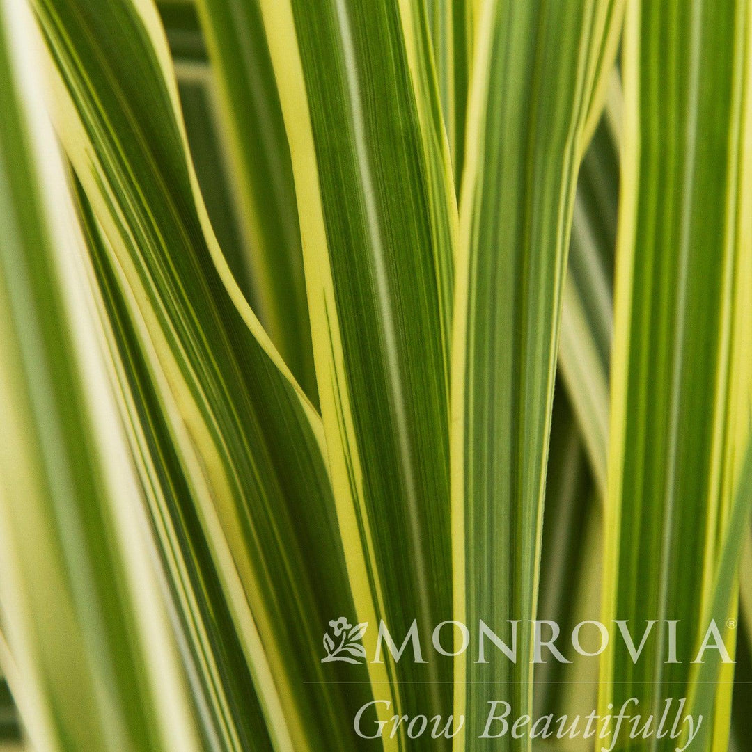 Miscanthus sinensis 'Variegatus' ~ Monrovia® Variegated Maiden Grass-ServeScape