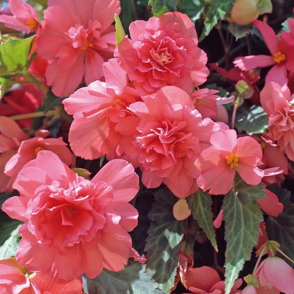 Begonia x tuberhybrida 'Illumination Salmon Pink' ~ Illumination® Salmon Pink Begonia-ServeScape