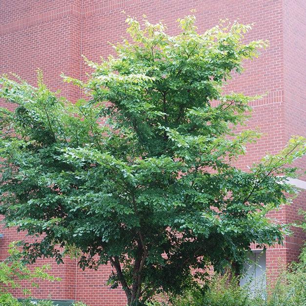 Ulmus davidiana var. japonica 'Morton' ~ Accolade® Elm-ServeScape