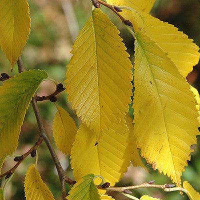 Ulmus davidiana var. japonica 'Morton' ~ Accolade® Elm-ServeScape