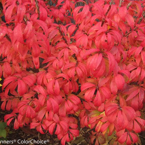 Euonymus alatus 'Hayman' PP21,634 ~ Unforgettable Fire® Burning Bush-ServeScape