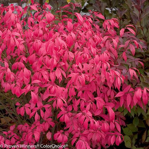 Euonymus alatus 'Hayman' PP21,634 ~ Unforgettable Fire® Burning Bush-ServeScape