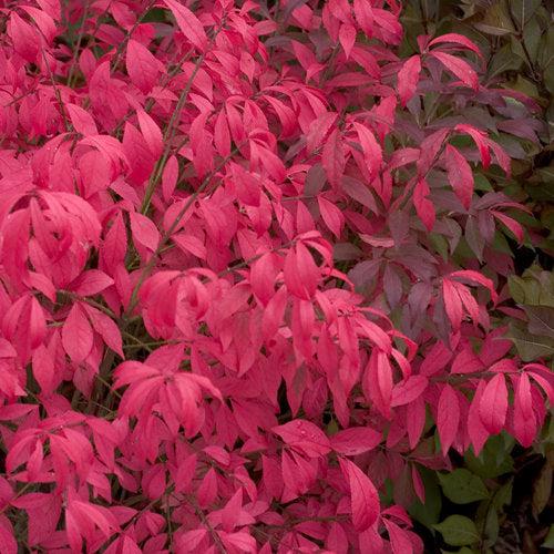 Euonymus alatus 'Hayman' PP21,634 ~ Unforgettable Fire® Burning Bush-ServeScape