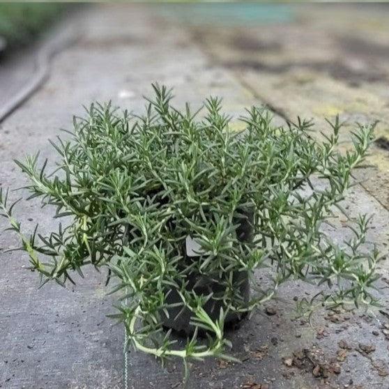 Rosmarinus officinalis 'Prostratus' ~ Creeping Rosemary-ServeScape