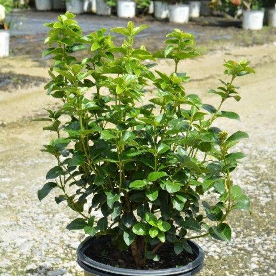 Viburnum tinus 'Lisarose' PP #22,816 ~ Shades of Pink™ Laurustinus-ServeScape
