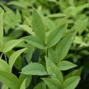 Nandina domestica 'Lemon-Lime' ~ Lemon-Lime Heavenly Bamboo-ServeScape