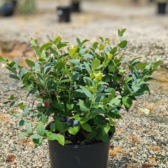 Vaccinium corymbosum 'TO‑1719' ~ Candelabra® Blueberry-ServeScape