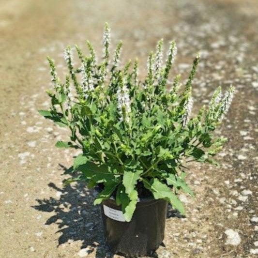 Salvia nemorosa 'Schneehügel' ~ Snow Hill Meadow Sage-ServeScape