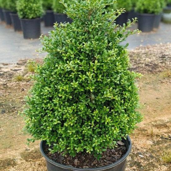 Ilex crenata 'Beehive' ~ Beehive Japanese Holly-ServeScape