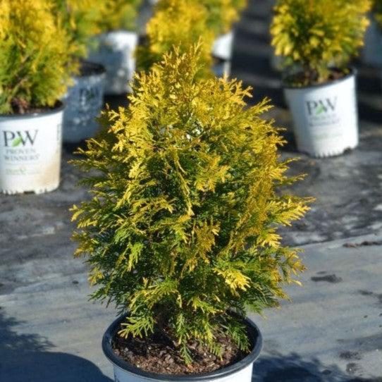 Thuja occidentalis 'SMTOYB' ~ Polar Gold® Arborvitae-ServeScape