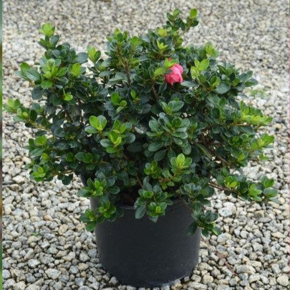 Rhododendron 'Conversation Piece’ ~ Conversation Piece Azalea-ServeScape