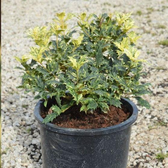 Osmanthus heterophyllus 'Goshiki' ~ Goshiki False Holly-ServeScape