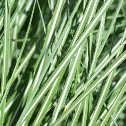 Miscanthus sinensis 'Adagio' ~ Adagio Maiden Grass-ServeScape