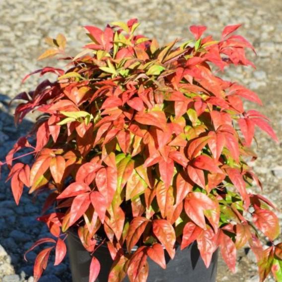 Nandina domestica 'Firepower' ~ Firepower Heavenly Bamboo-ServeScape