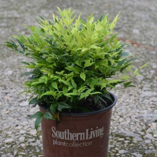 Nandina domestica 'Lemon-Lime' ~ Lemon-Lime Heavenly Bamboo-ServeScape