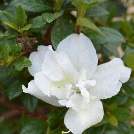 Rhododendron ‘Mootum’ ~ Encore® Autumn Moonlight™ Azalea-ServeScape