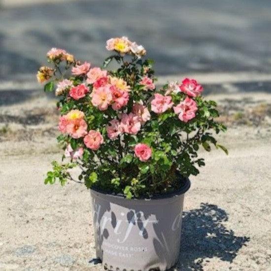 Rosa ‘Meiggili' PP18,542 ~ Peach Drift® Rose-ServeScape