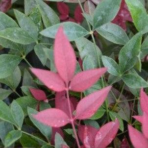 Nandina domestica ‘Seika’ PP21891 ~ Obsession™ Heavenly Bamboo-ServeScape