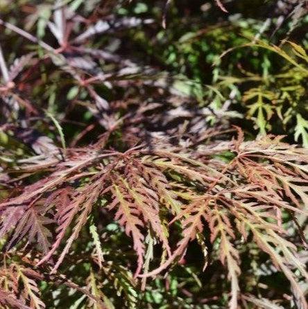 Acer palmatum var. dissectum 'Inaba-shidare' ~ Inaba-shidare Japanese Maple-ServeScape