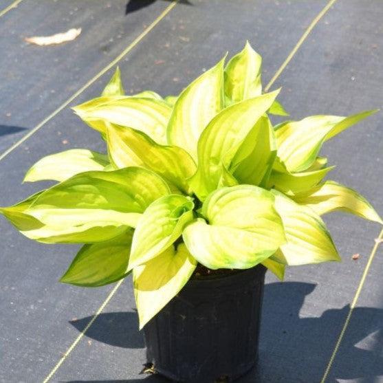 Hosta 'Stained Glass' ~ Stained Glass Hosta-ServeScape