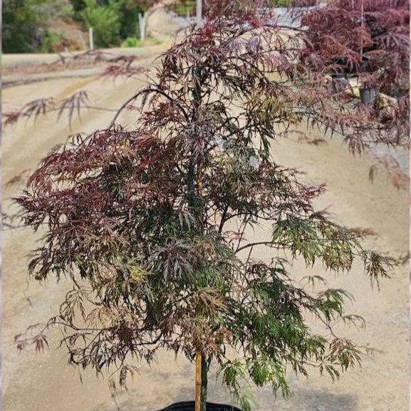 Acer palmatum var. dissectum 'Tamukeyama' ~ Tamukeyama Japanese Maple-ServeScape