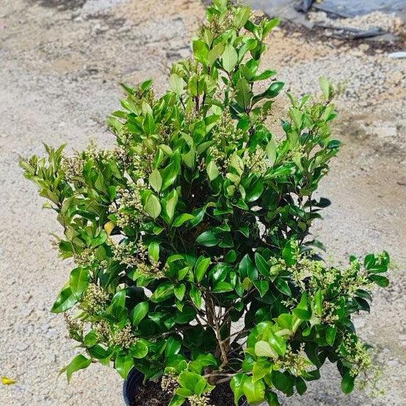 Ligustrum japonicum 'Recurvifolium' ~ Recurve Ligustrum-ServeScape