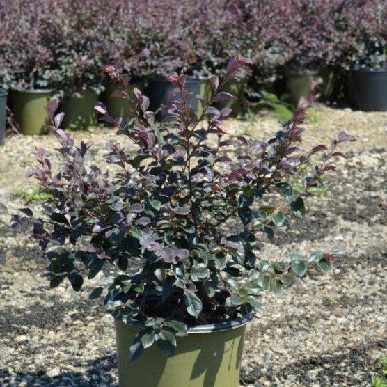 Loropetalum chinense 'Chang Nian Hong' ~ Ever Red® Fringe Flower-ServeScape