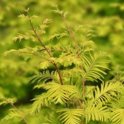 Metasequoia glyptostroboides 'WAH-08AG' PP29,472 ~ Amber Glow™ Dawn Redwood-ServeScape