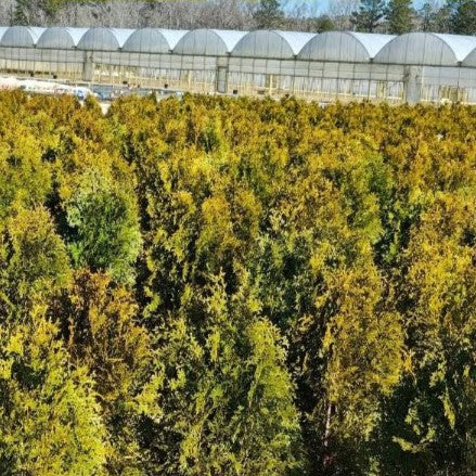 Thuja occidentalis 'RUTTHU5' ~ First Editions® Tall Guy™ Arborvitae