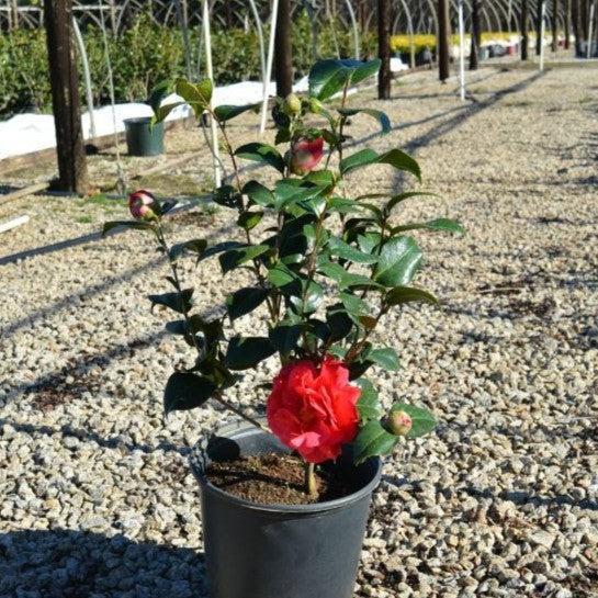 Camellia japonica 'Kramer's Supreme' ~ Kramer's Supreme Camellia-ServeScape