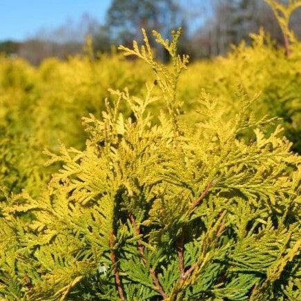 Thuja occidentalis 'SMTOYB' ~ Polar Gold® Arborvitae-ServeScape