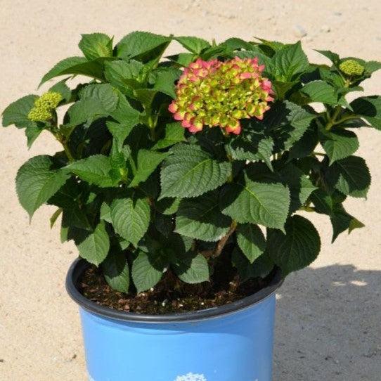 Hydrangea macrophylla 'Bailmacfive’ PP30,359 ~ Endless Summer® Summer Crush® Hydrangea-ServeScape