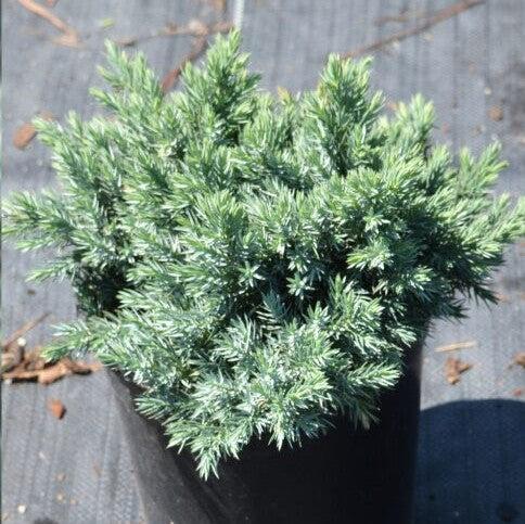Juniperus squamata 'Blue Star' ~ Blue Star Juniper-ServeScape
