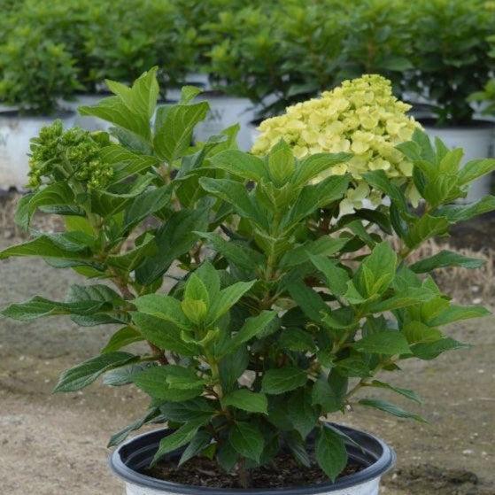 Hydrangea paniculata 'SMNHPH' PP33,207 ~ Proven Winners® Little Lime Punch® Hydrangea-ServeScape