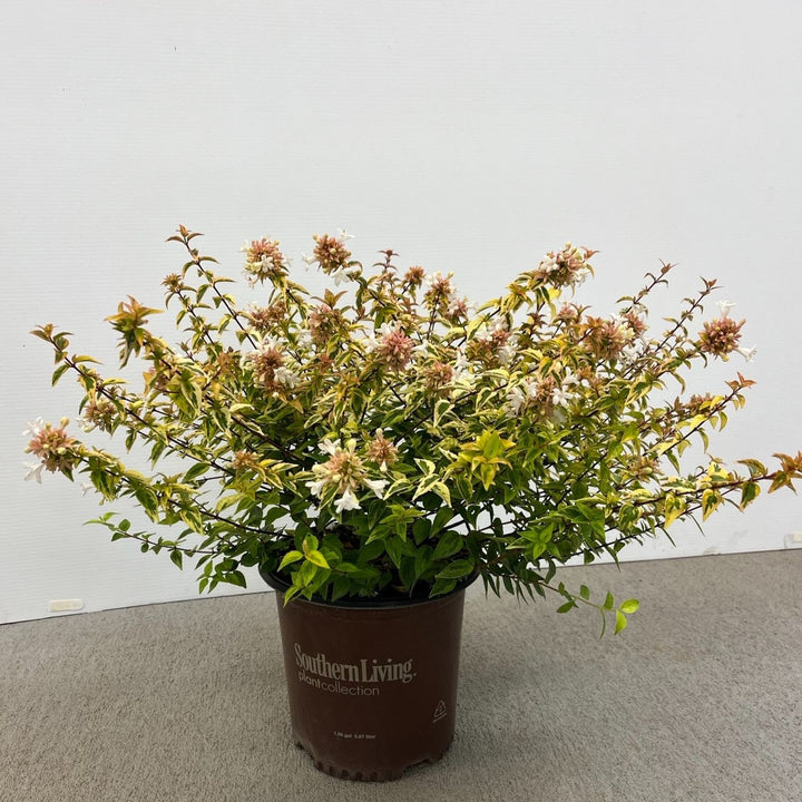 Abelia x grandiflora 'Kaleidoscope' ~ Kaleidoscope Abelia-ServeScape