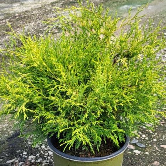 Chamaecyparis pisifera 'Paul's Gold' ~ Paul's Gold Threadbranch Cypress-ServeScape