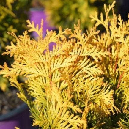 Thuja occidentalis 'RUTTHU3' PP35,206 ~ First Editions® Lemon Burst® Arborvitae-ServeScape