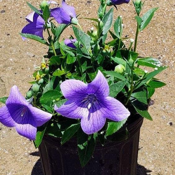 Platycodon grandiflorus 'Pop Star Blue' ~ Pop Star™ Blue Balloon Flower-ServeScape