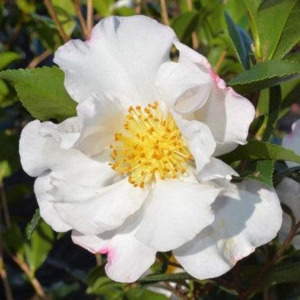 Camellia sasanqua 'Setsugekka' ~ Setsugekka Camellia-ServeScape