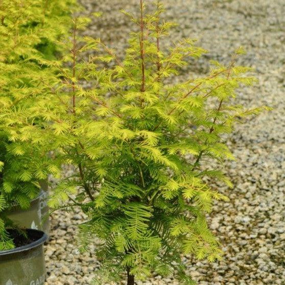 Metasequoia glyptostroboides 'WAH-08AG' PP29,472 ~ Amber Glow™ Dawn Redwood-ServeScape